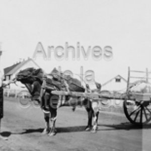 Joseph Boucher avec sa voiture tir&eacute;e par un boeuf &agrave; Saint-Denis