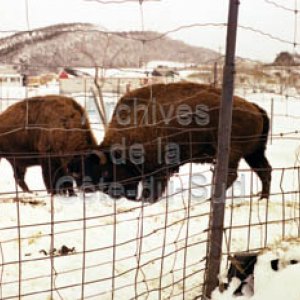 &Eacute;levage de bisons