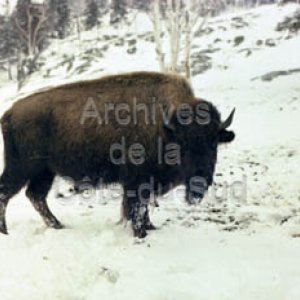 &Eacute;levage de bisons