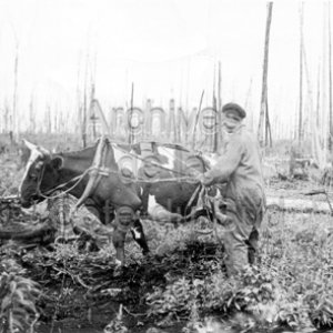 L’ agronome Joseph Laliberté essouche avec son boeuf à Sainte-Anne-de-Roquemaure en Abitibi