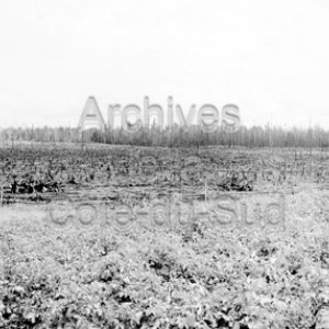 Champs et abatis &agrave; Sainte-Anne-de-Roquemaure en Abitibi