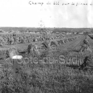 Champ de bl&eacute; sur la ferme du Coll&egrave;ge