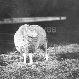 Agnelle envoy&eacute;e &agrave; l&rsquo;exposition universelle de Paris
