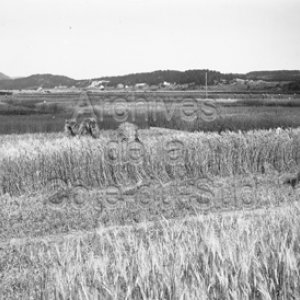 Vue du Petit rang (rang des Hudon) vers 1930